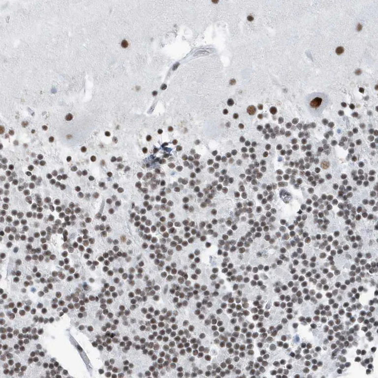 Immunohistochemistry (Formalin/PFA-fixed paraffin-embedded sections) - Anti-FIP1L1 antibody (AB224539)