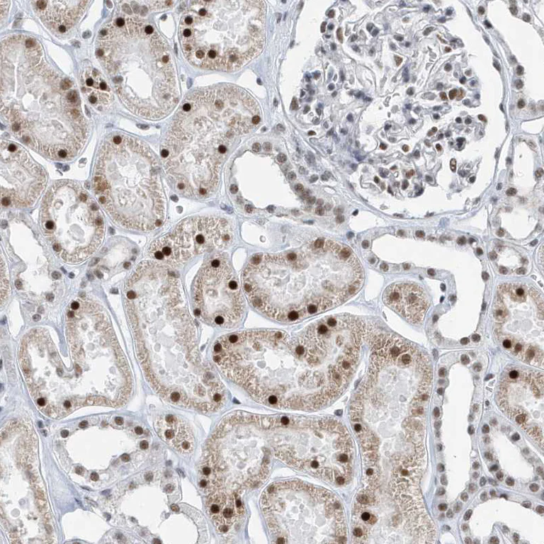Immunohistochemistry (Formalin/PFA-fixed paraffin-embedded sections) - Anti-FIP1L1 antibody (AB224539)