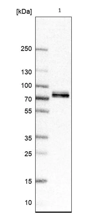 Western blot - Anti-FIP1L1 antibody (AB224539)