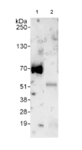 Immunoprecipitation - Anti-FIP1L1 antibody (AB80271)