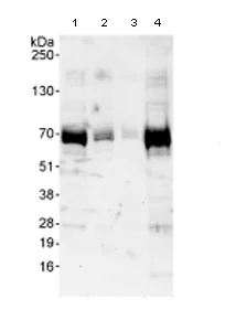 Western blot - Anti-FIP1L1 antibody (AB80271)