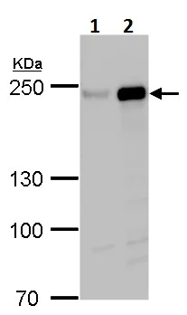 Western blot - Anti-FIP200 antibody (AB227726)