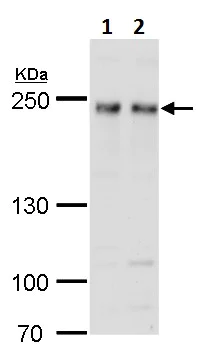 Western blot - Anti-FIP200 antibody (AB227726)