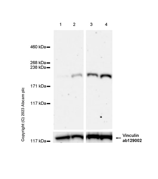 Western blot - Anti-FIP200 antibody [EPR26076-87] - BSA and Azide free (AB313621)