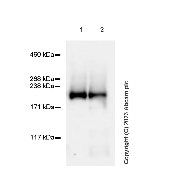 Western blot - Anti-FIP200 antibody [EPR26076-87] - BSA and Azide free (AB313621)