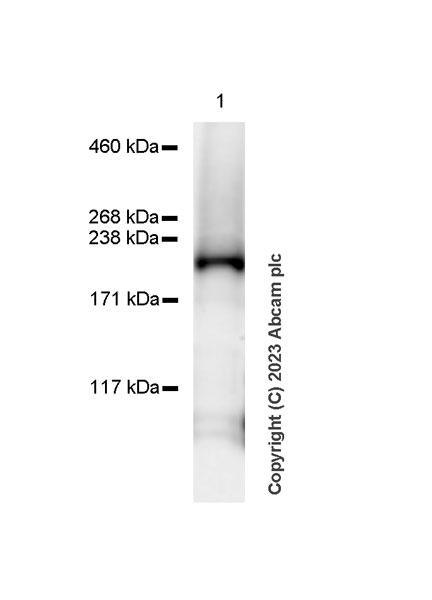 Western blot - Anti-FIP200 antibody [EPR26076-87] - BSA and Azide free (AB313621), expandable thumbnail