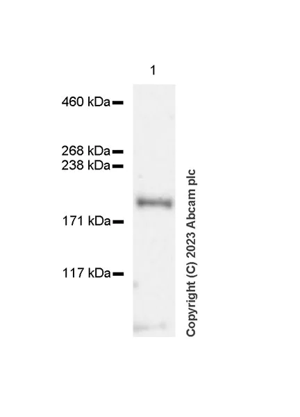 Western blot - Anti-FIP200 antibody [EPR26076-87] - BSA and Azide free (AB313621)