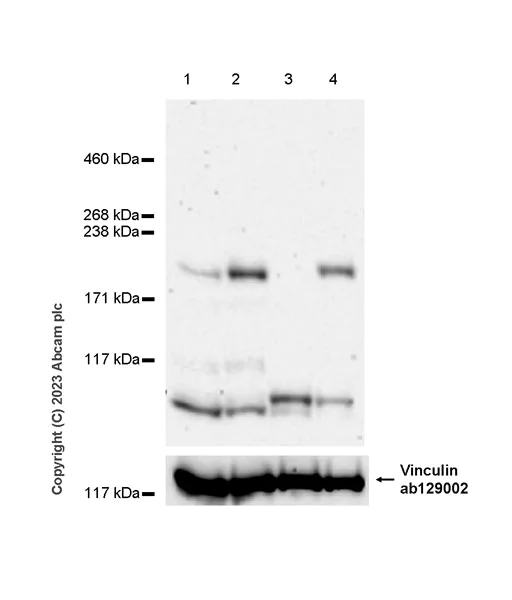 Western blot - Anti-FIP200 antibody [EPR26076-87] - BSA and Azide free (AB313621)