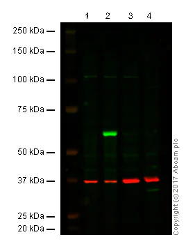 Western blot - Anti-Firefly Luciferase antibody (AB181640)