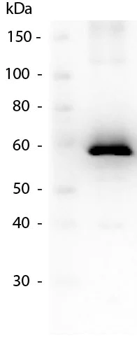 Western blot - Anti-Firefly Luciferase antibody (AB181640)
