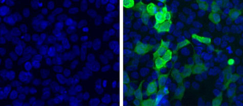 Immunocytochemistry/ Immunofluorescence - Anti-Firefly Luciferase antibody (AB187340)