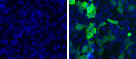 Immunocytochemistry/ Immunofluorescence - Anti-Firefly Luciferase antibody (AB187340)