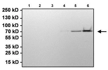 Immunoprecipitation - Anti-Firefly Luciferase antibody (AB187340)