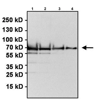 Western blot - Anti-Firefly Luciferase antibody (AB187340)