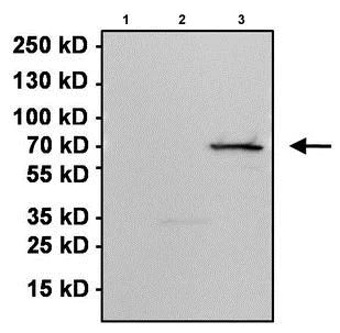 Western blot - Anti-Firefly Luciferase antibody (AB187340)