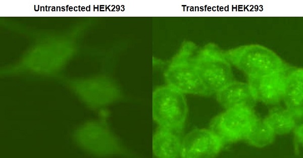 Immunocytochemistry/ Immunofluorescence - Anti-Firefly Luciferase antibody (AB21176), expandable thumbnail