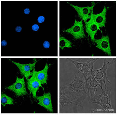 Immunocytochemistry/ Immunofluorescence - Anti-Firefly Luciferase antibody (AB21176), expandable thumbnail