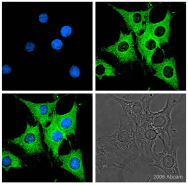 Immunocytochemistry/ Immunofluorescence - Anti-Firefly Luciferase antibody (AB21176)