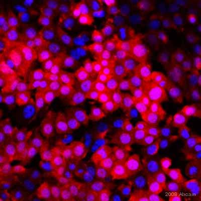 Immunocytochemistry/ Immunofluorescence - Anti-Firefly Luciferase antibody (AB21176), expandable thumbnail