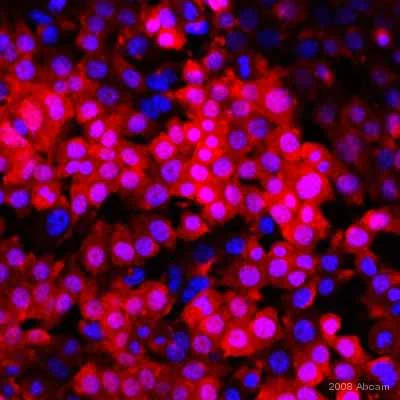 Immunocytochemistry/ Immunofluorescence - Anti-Firefly Luciferase antibody (AB21176)