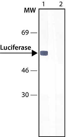 Western blot - Anti-Firefly Luciferase antibody (AB21176), expandable thumbnail