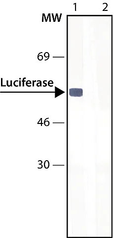 Western blot - Anti-Firefly Luciferase antibody (AB21176)