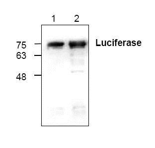 Western blot - Anti-Firefly Luciferase antibody (AB99944)