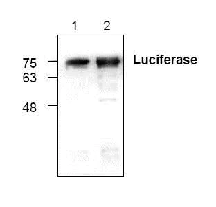 Western blot - Anti-Firefly Luciferase antibody (AB99944)