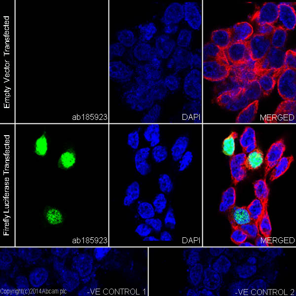 Immunocytochemistry/ Immunofluorescence - Anti-Firefly Luciferase antibody [EPR17789] - BSA and Azide free (AB238448)