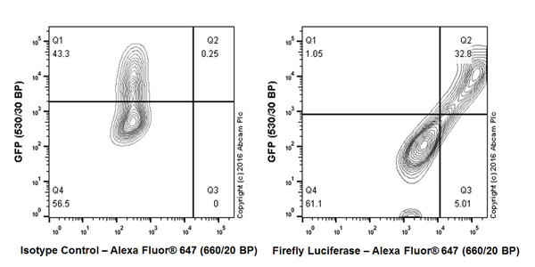 Flow Cytometry - Anti-Firefly Luciferase antibody [EPR17790] (AB185924)