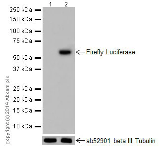 Western blot - Anti-Firefly Luciferase antibody [EPR17790] (AB185924)