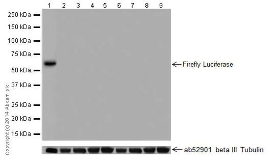 Western blot - Anti-Firefly Luciferase antibody [EPR17790] (AB185924)