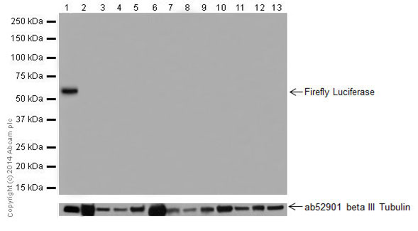Western blot - Anti-Firefly Luciferase antibody [EPR17790] (AB185924), expandable thumbnail