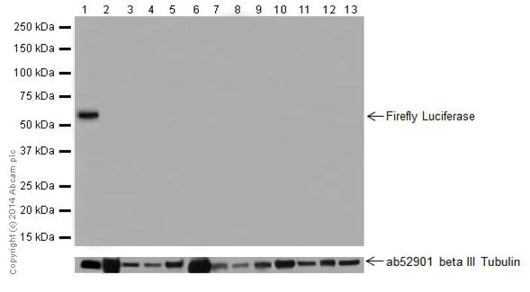 Western blot - Anti-Firefly Luciferase antibody [EPR17790] (AB185924)