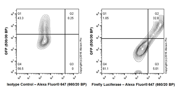 Flow Cytometry - Anti-Firefly Luciferase antibody [EPR17790] - BSA and Azide free (AB232629)