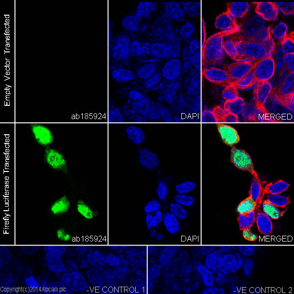 Immunocytochemistry/ Immunofluorescence - Anti-Firefly Luciferase antibody [EPR17790] - BSA and Azide free (AB232629)