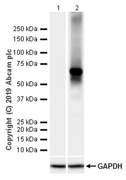Western blot - Anti-Firefly Luciferase antibody [LAS126A] - BSA and Azide free (AB252791)
