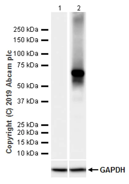 Western blot - Anti-Firefly Luciferase antibody [LAS126A] - BSA and Azide free (AB252791)