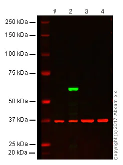 Western blot - Anti-Firefly Luciferase antibody [Luci17] (AB16466)
