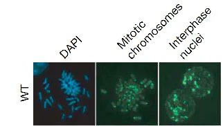 Immunocytochemistry/ Immunofluorescence - FITC Anti-5-methylcytosine (5-mC) antibody [5MC-CD] (AB179898)