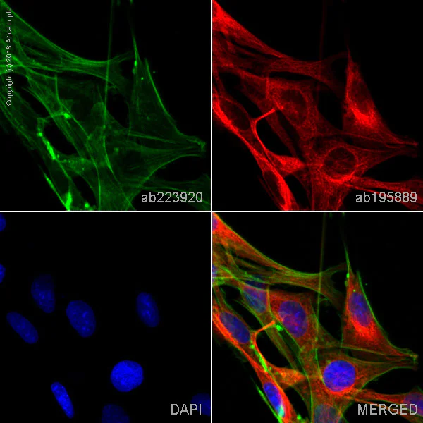 Immunocytochemistry/ Immunofluorescence - FITC Anti-alpha smooth muscle Actin (acetyl E3) + ACTG2 (acetyl E3) antibody [E184] (AB223920)