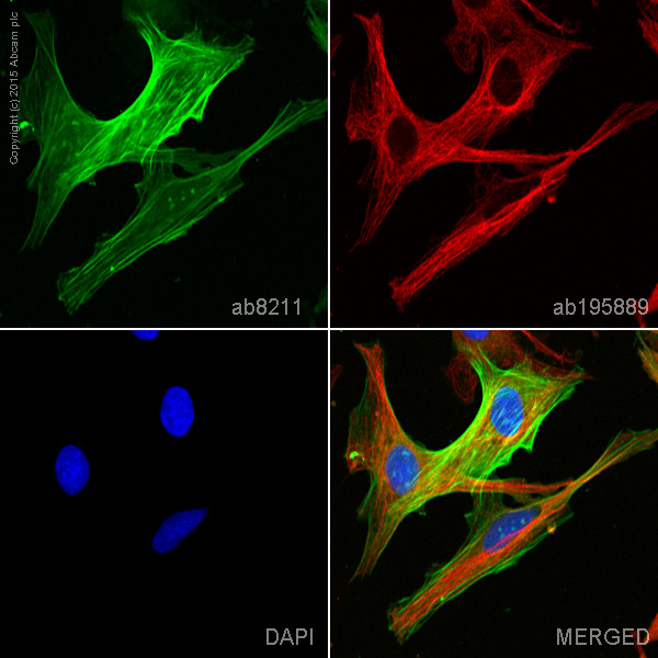 Immunocytochemistry/ Immunofluorescence - FITC Anti-alpha smooth muscle Actin antibody [1A4] (AB8211), expandable thumbnail