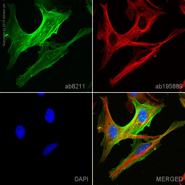 Immunocytochemistry/ Immunofluorescence - FITC Anti-alpha smooth muscle Actin antibody [1A4] (AB8211)
