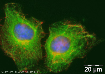 Immunocytochemistry/ Immunofluorescence - FITC Anti-alpha Tubulin antibody [DM1A] - Microtubule Marker (AB64503), expandable thumbnail