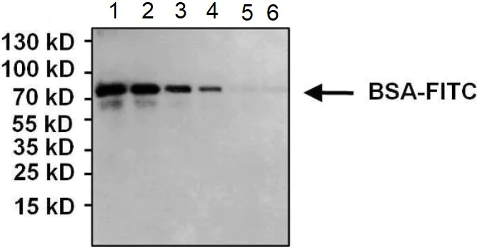 Western blot - Anti-FITC antibody [9] (AB116639)