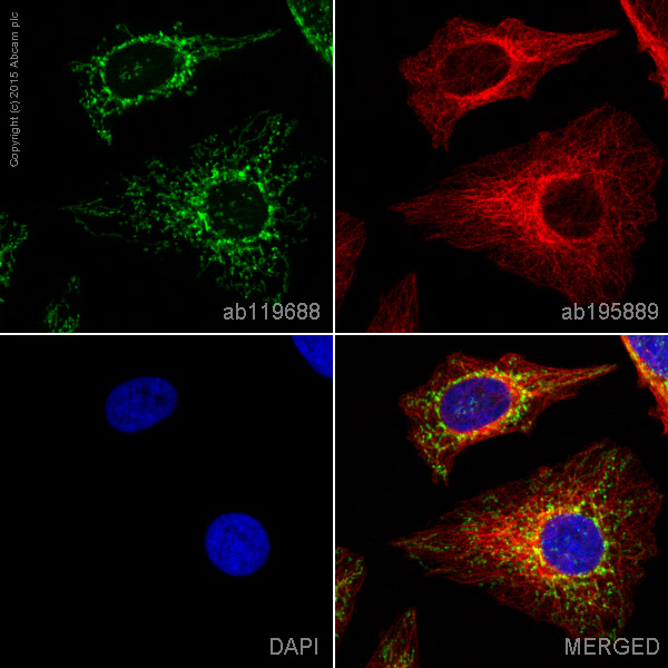Immunocytochemistry/ Immunofluorescence - FITC Anti-ATP5A antibody [15H4C4] - Mitochondrial Marker (AB119688), expandable thumbnail