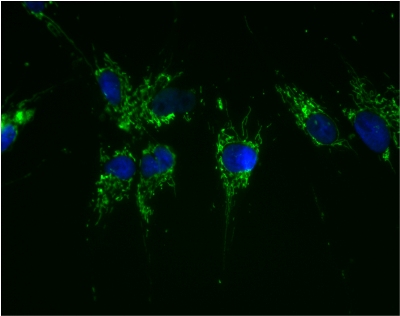 Immunocytochemistry/ Immunofluorescence - FITC Anti-ATP5A antibody [15H4C4] - Mitochondrial Marker (AB119688), expandable thumbnail
