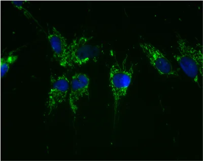 Immunocytochemistry/ Immunofluorescence - FITC Anti-ATP5A antibody [15H4C4] - Mitochondrial Marker (AB119688)