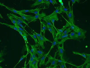 Immunocytochemistry/ Immunofluorescence - FITC Anti-beta Actin antibody [AC-15] - Cytoskeleton Marker (AB6277)