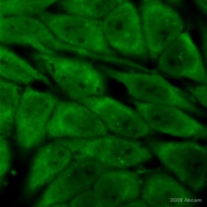 Immunocytochemistry/ Immunofluorescence - FITC Anti-Biotin antibody (AB53469)